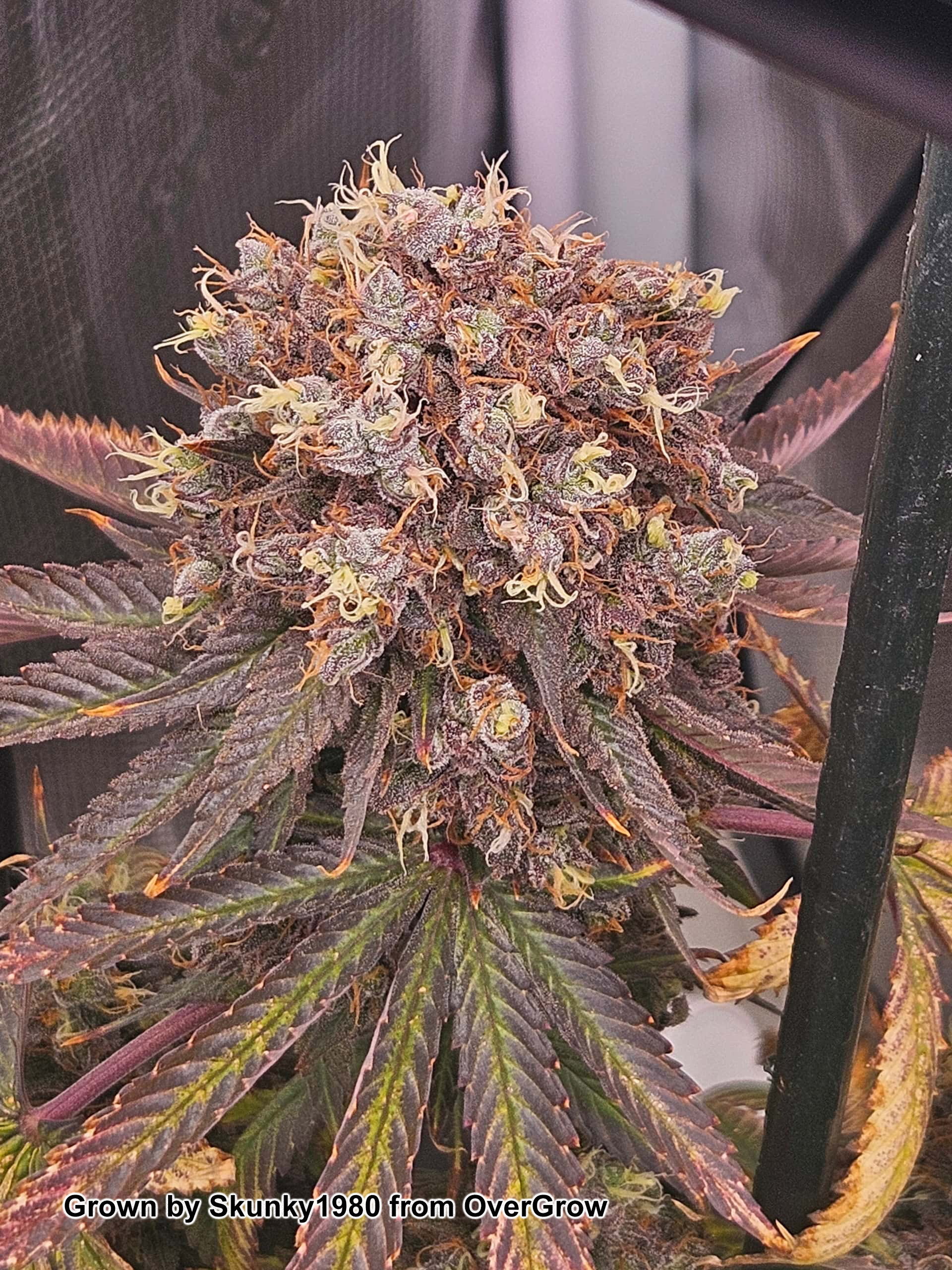 NACHO CHEESE BERRIES