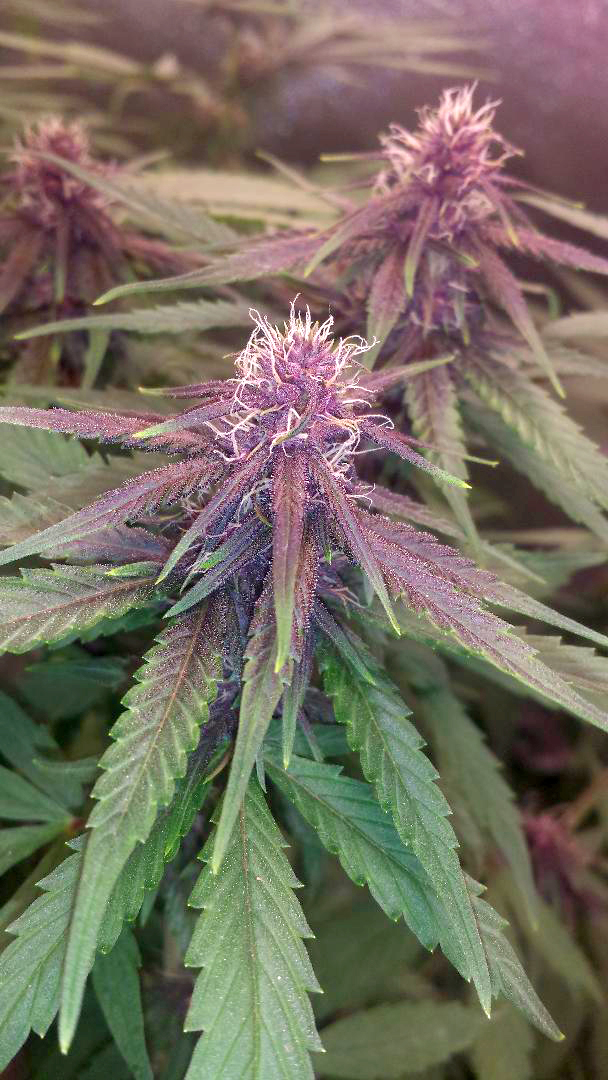 PURPLE MEXICAN HEIRLOOM