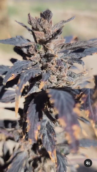 PURPLE TAKATO KUSH