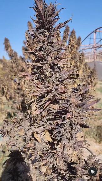 PURPLE TAKATO KUSH - Image 2