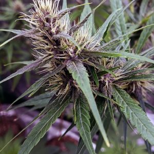 PURPLE THAI