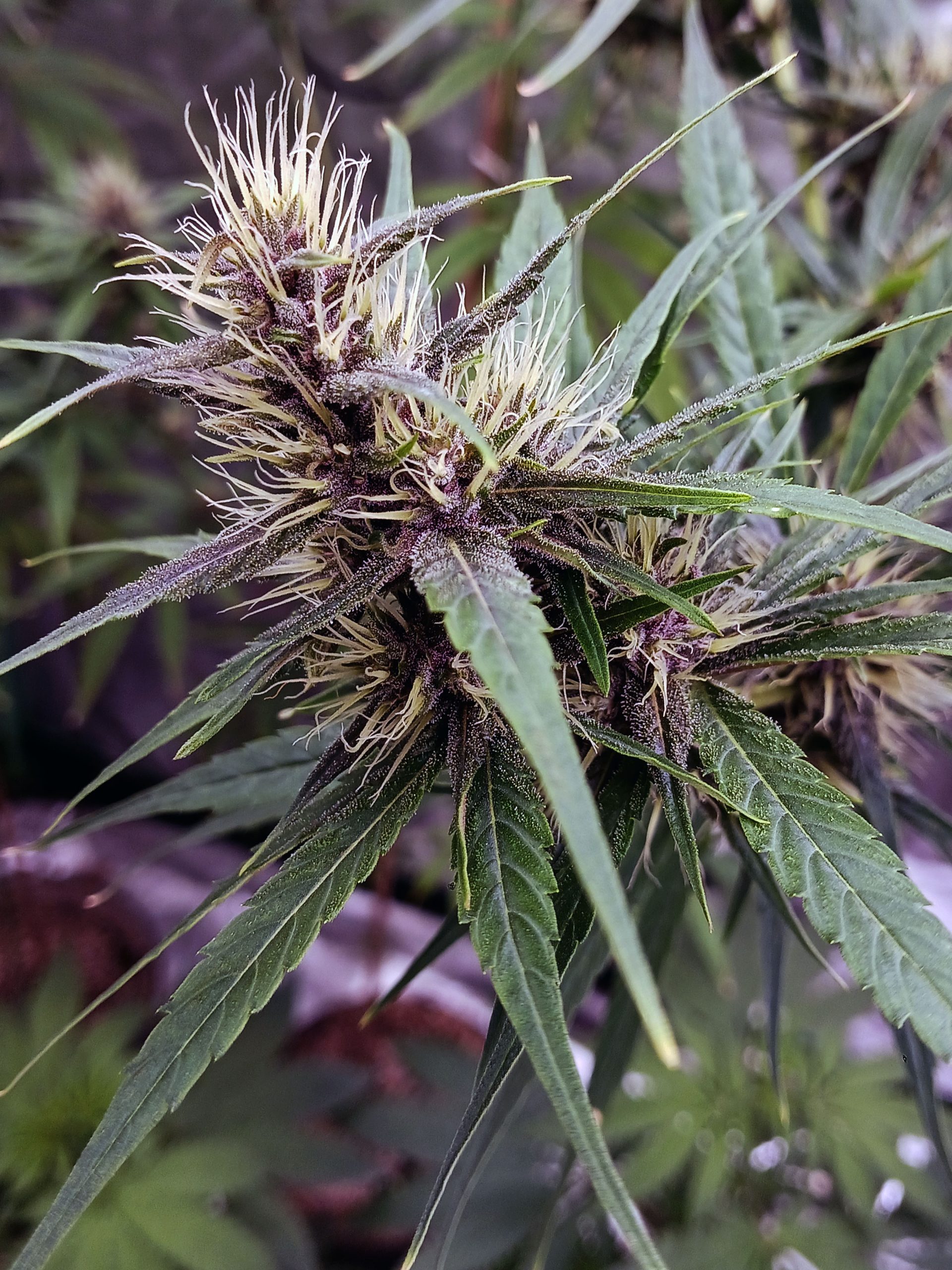 PURPLE THAI