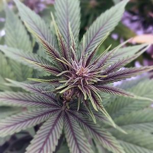 PURPLE INTHANON